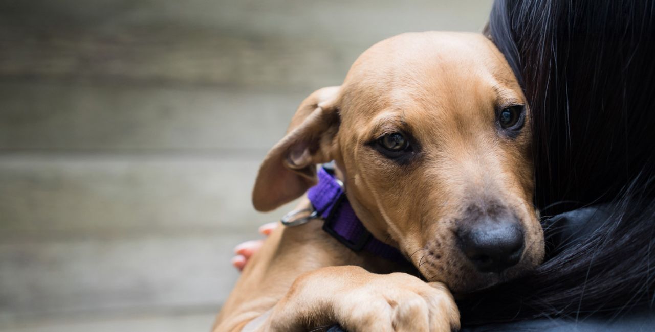 RSPCA Victoria Website